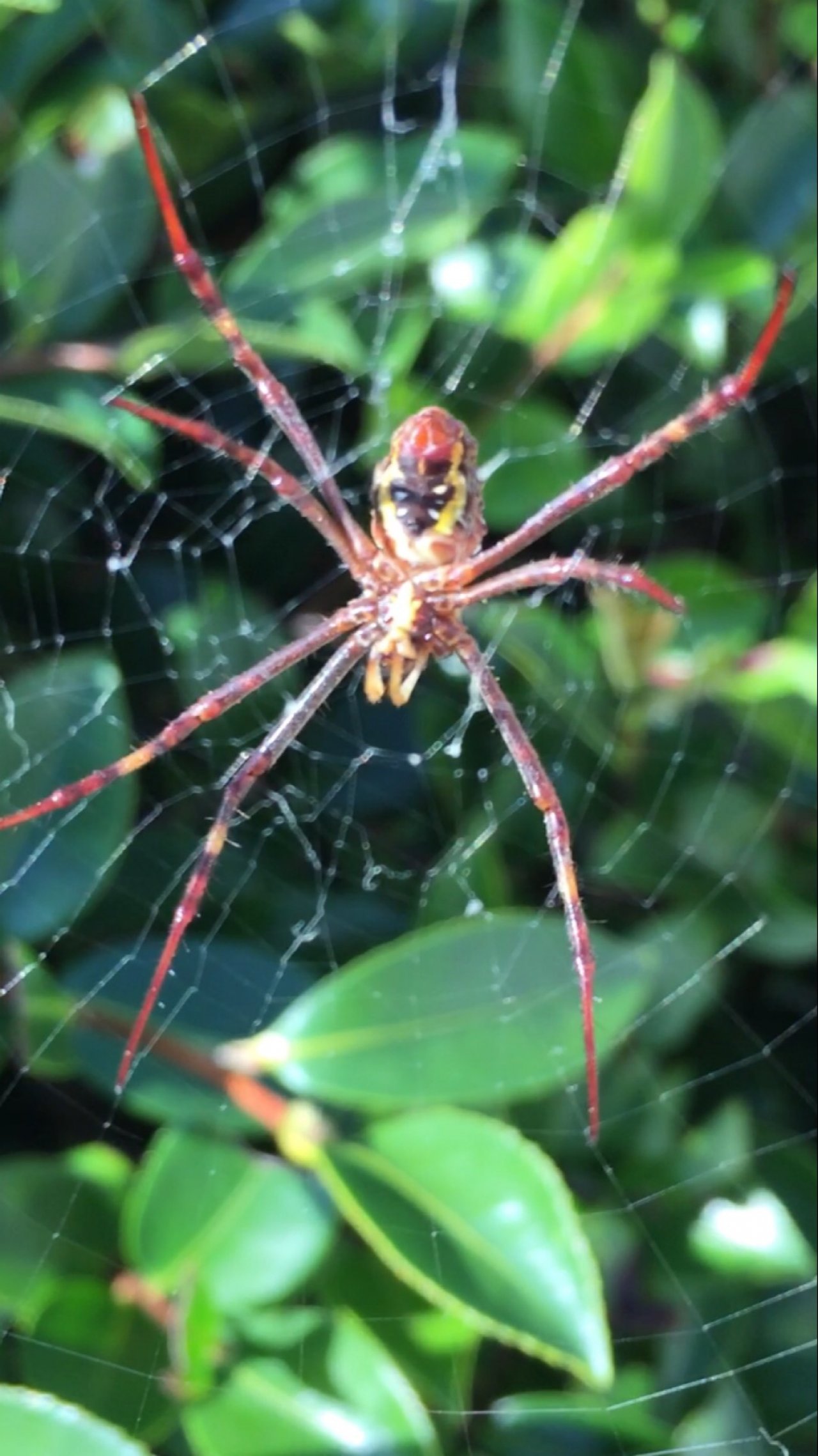 other species in SpiderSpotter App spotted by ednaward on 24.12.2020