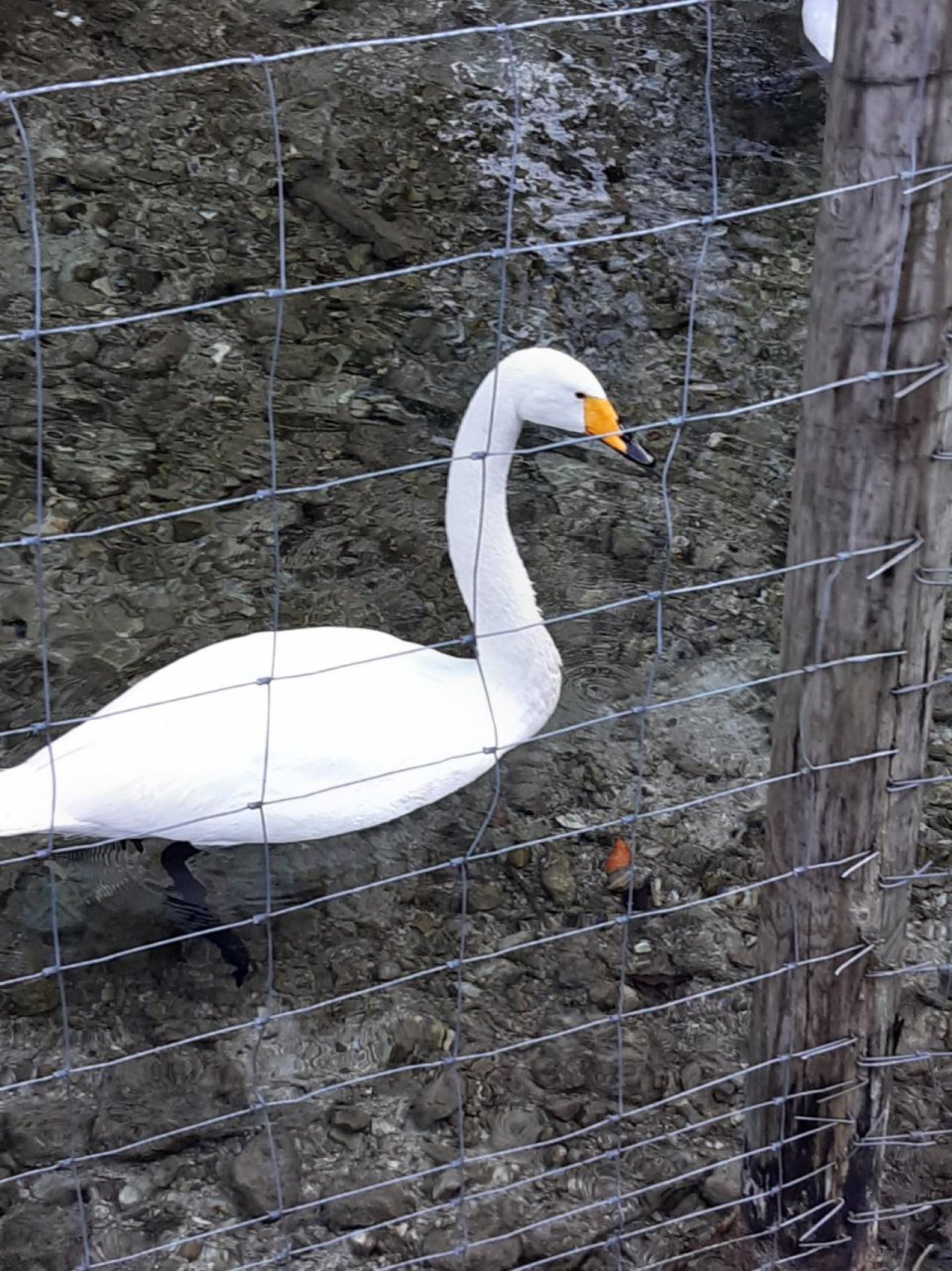 Andere Spezies in Forschen im Almtal App spotted by Pamela Leberbauer on 12.02.2021