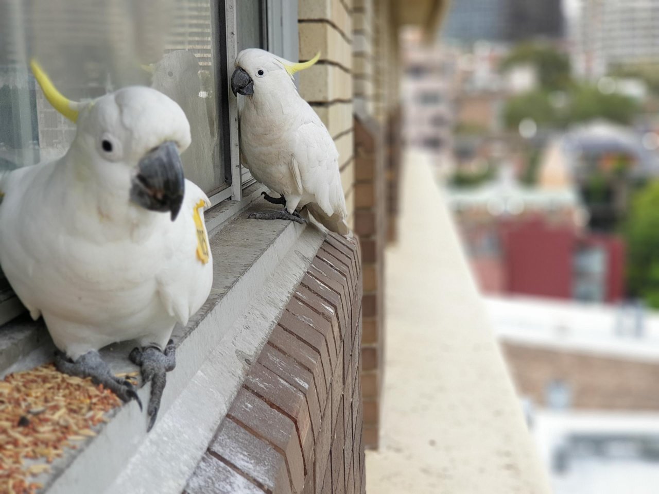 Sulphur-crested Cockatoo in Big City Birds App spotted by TomMassey on 14.12.2020