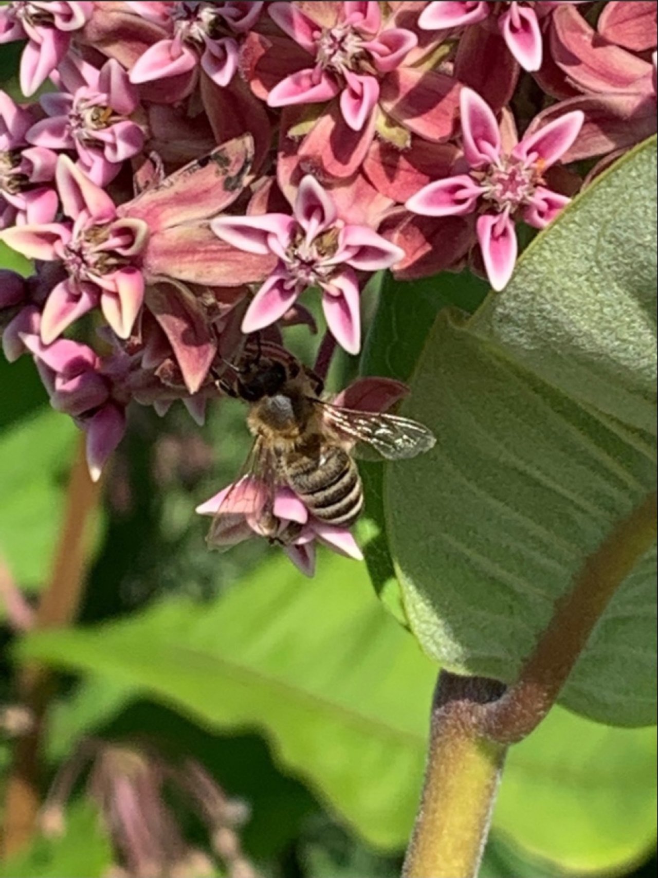 Eine andere krautige Art in Naturkalender App spotted by Franz on 24.06.2020