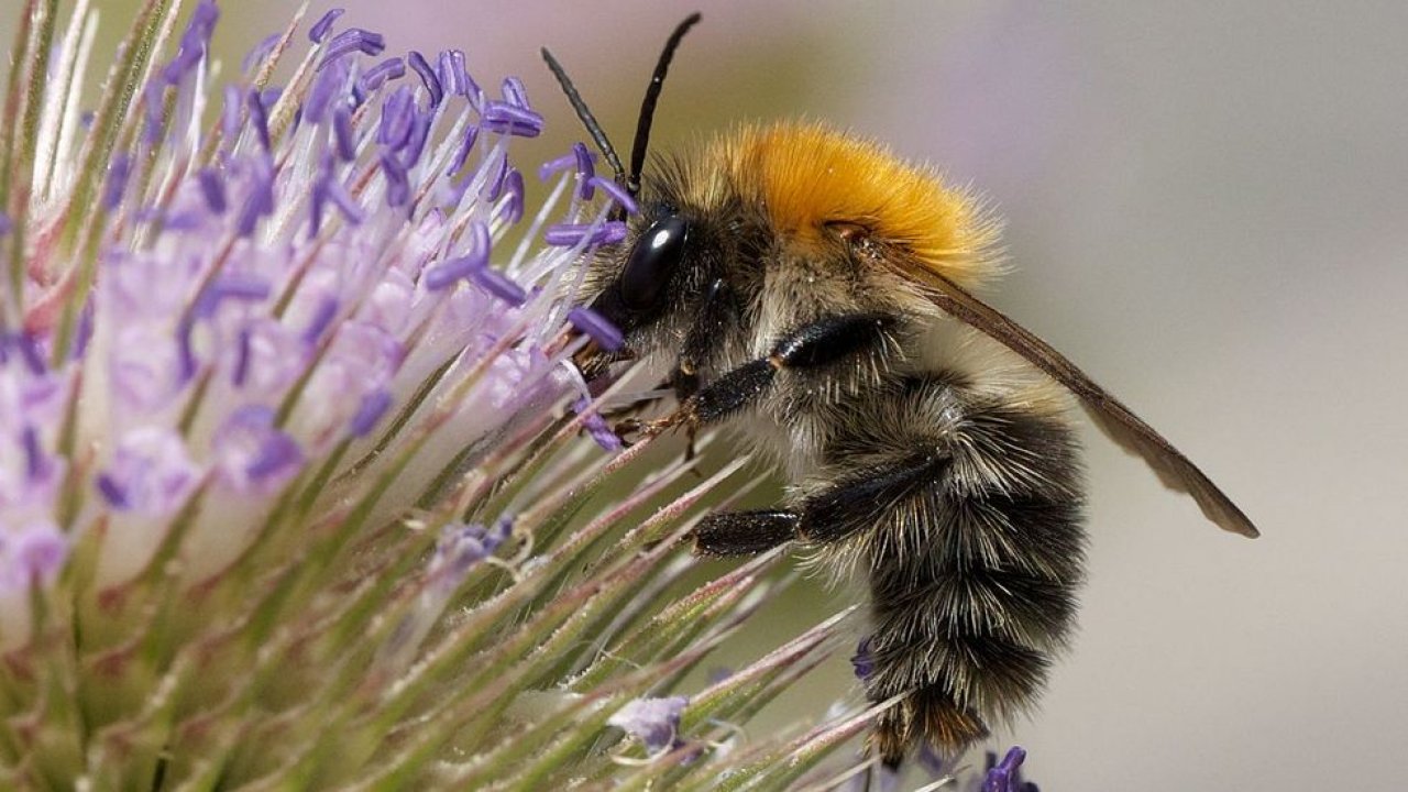 Abelha cardadora comum