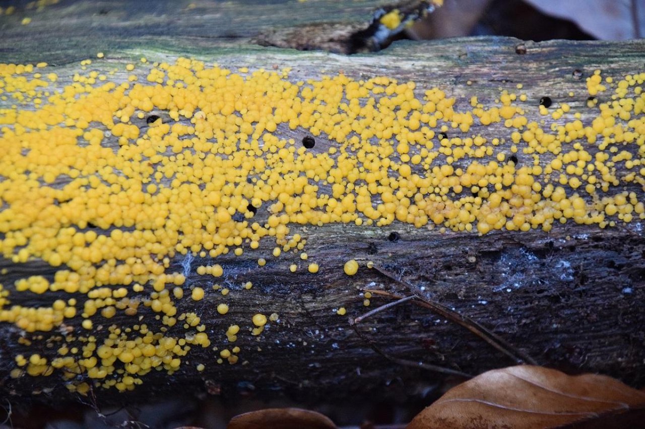 Zitronengelbes Holzbecherchen in Pilzfinder App spotted by Markus Sabor on 13.12.2020