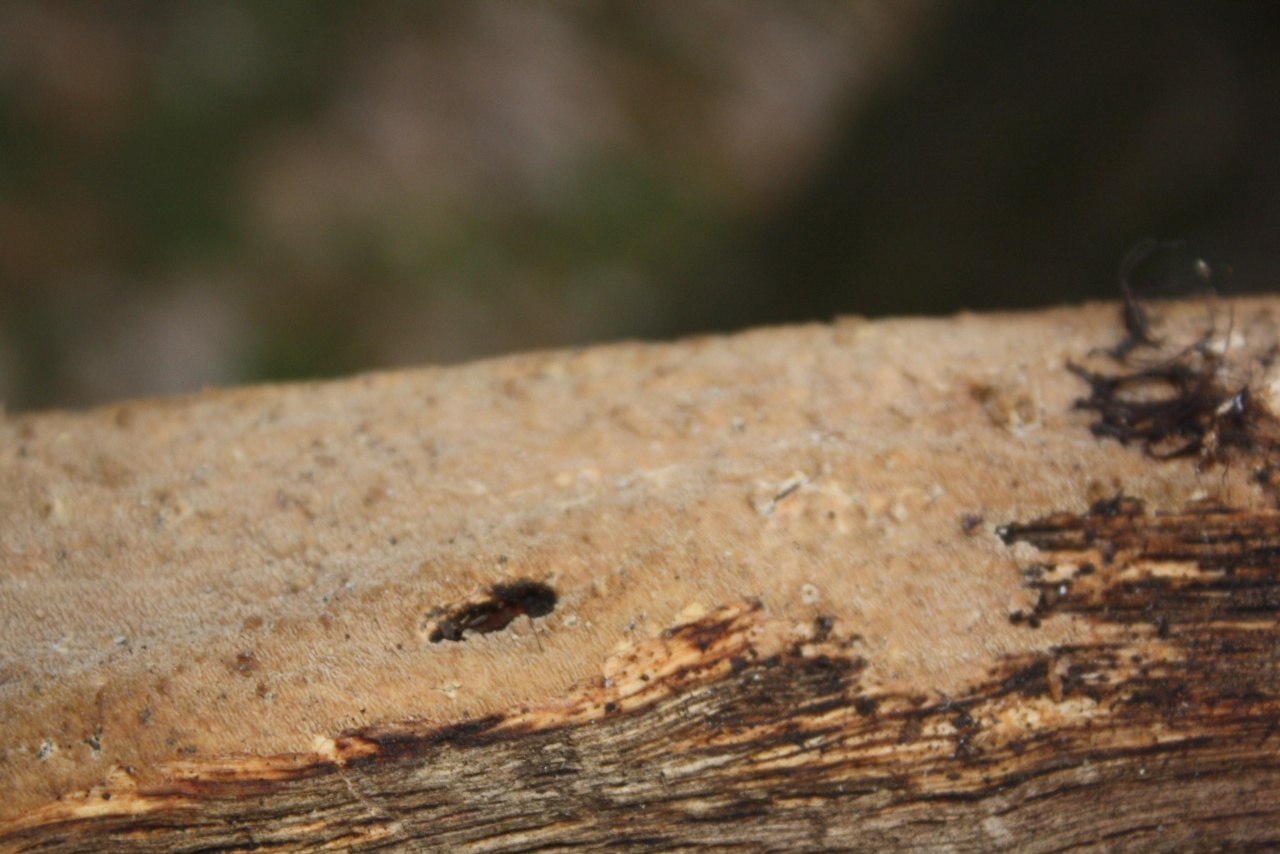 Rotbrauner Feuerschwamm(FUSCOPORIA FERRUGINOSA),
on a branch; deciduous tree; deadwood; lying open; | 