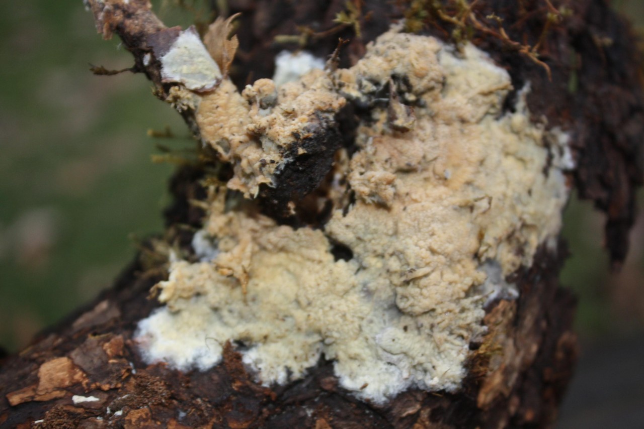 Genus: 	Phlebia,
on a tree trunk; deciduous tree; deadwood; lying; | Pilzfinder 