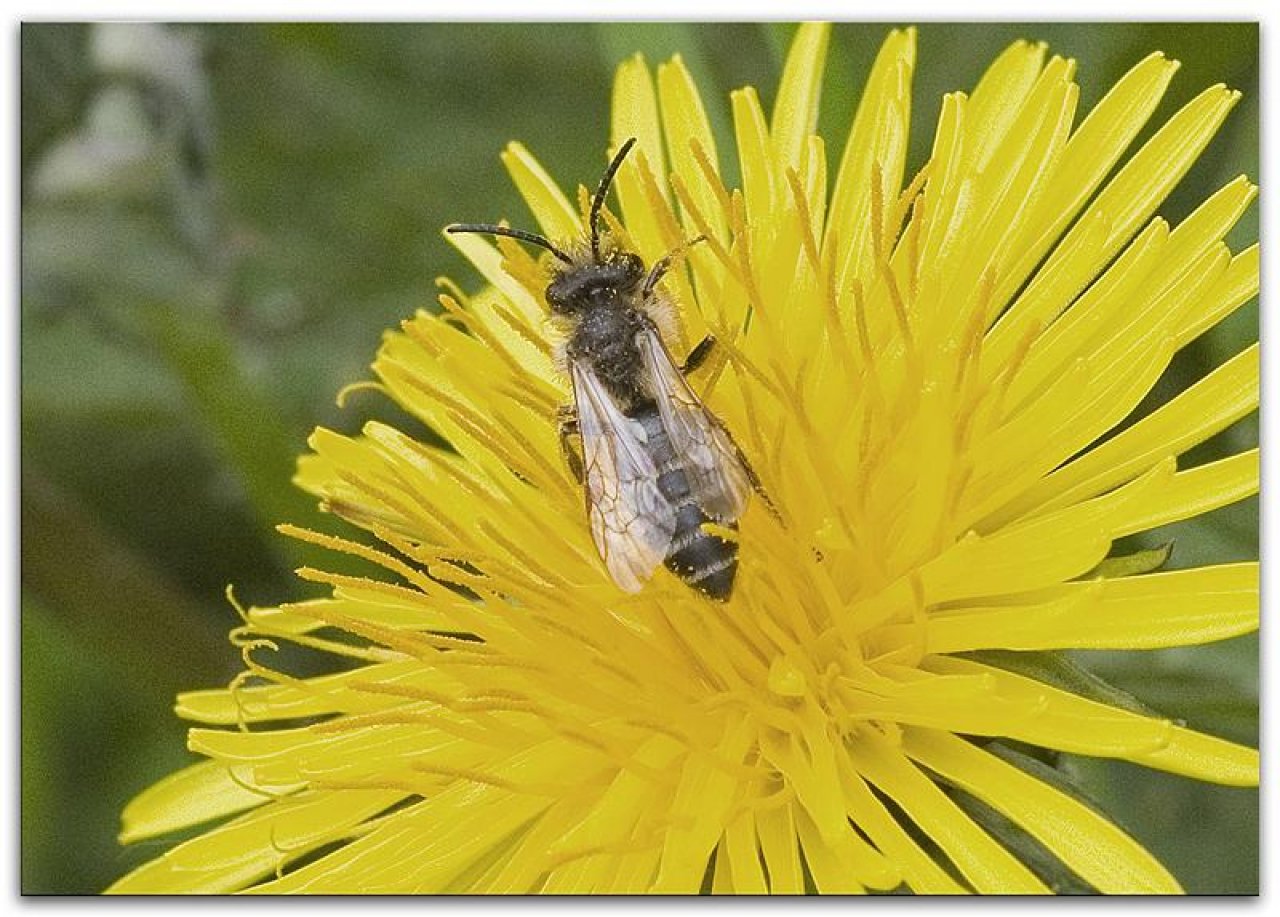 Dandelion in Spot-a-Bee App spotted by Danny VG on 17.04.2019