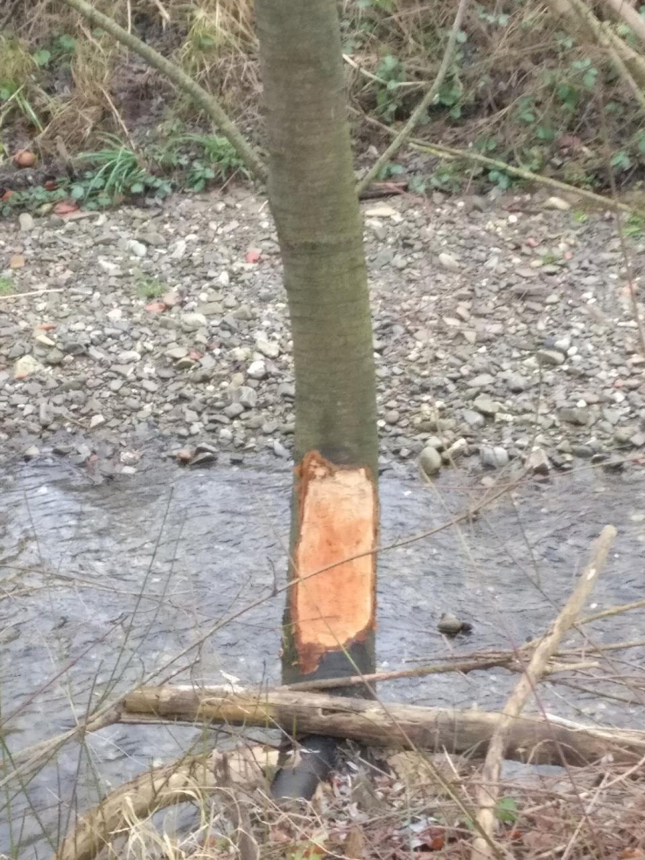 Eine andere Tierart in Naturkalender App spotted by Susi on 05.01.2021