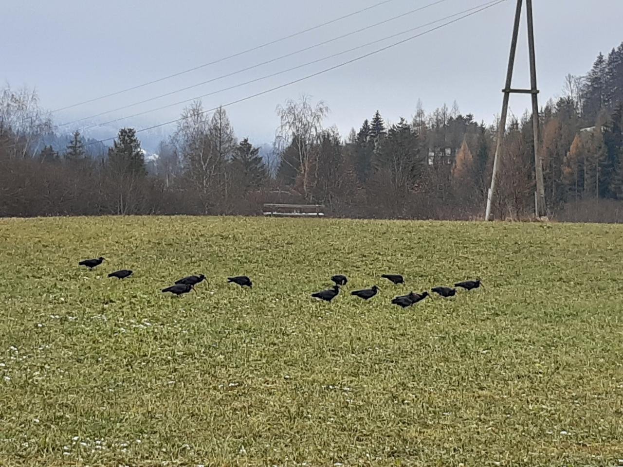 Waldrapp in Forschen im Almtal App spotted by Pamela Leberbauer on 12.12.2020