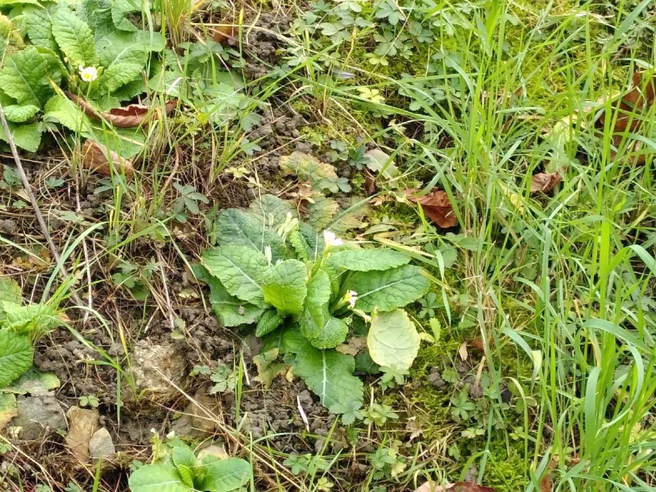 Eine andere krautige Art in Naturkalender App spotted by TheOSWR on 13.12.2020