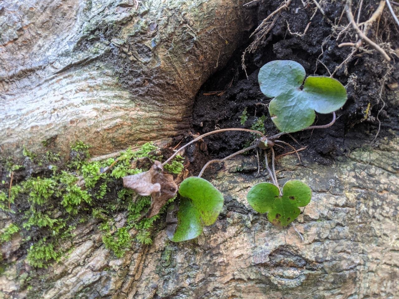 Leberblümchen in Naturkalender App spotted by Heemuul on 18.12.2020