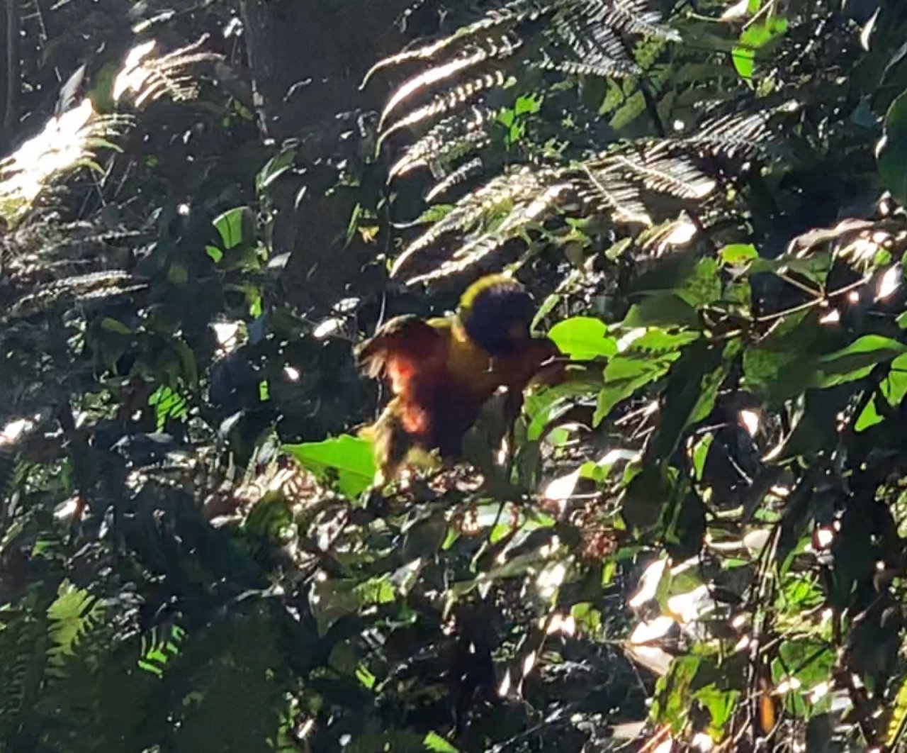 Other bird in Big City Birds App spotted by John Martin on 23.12.2020