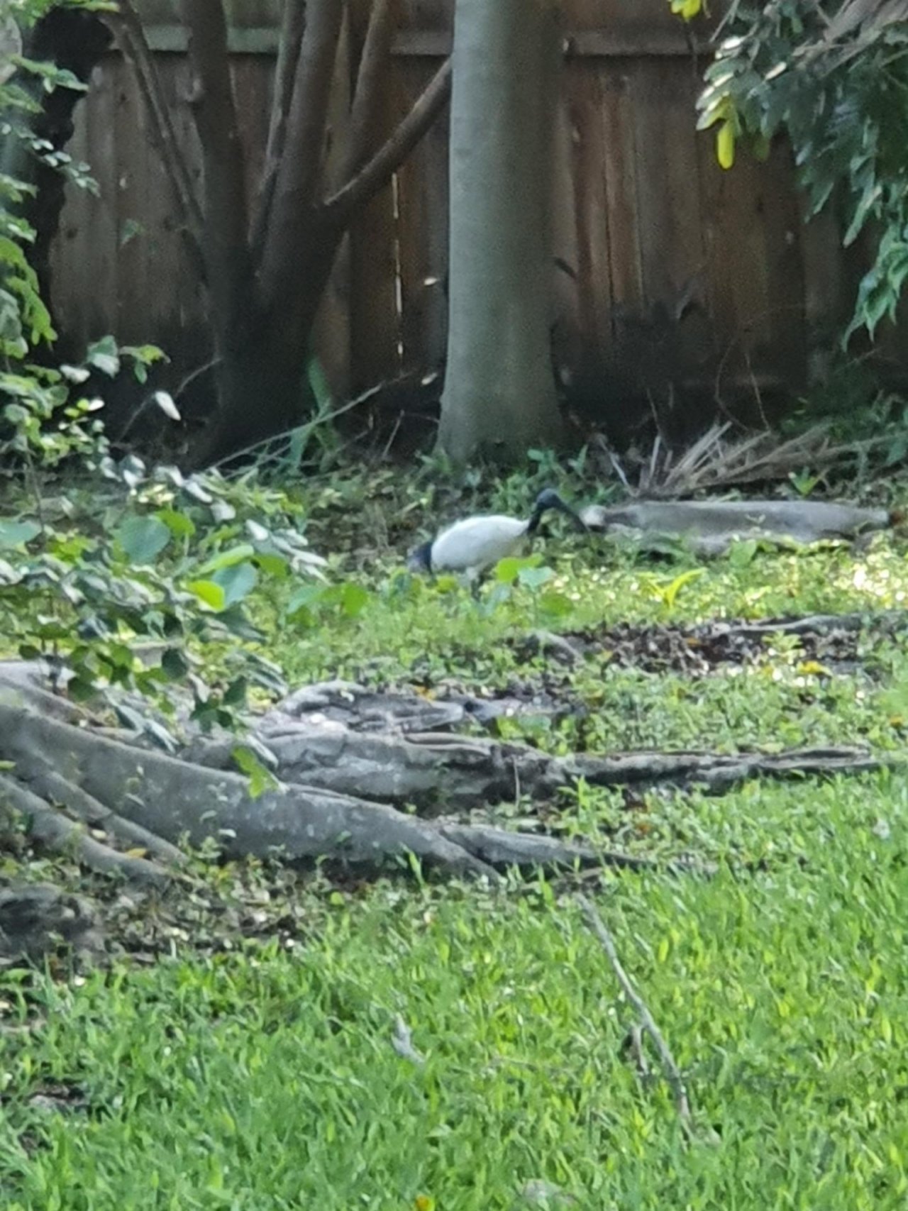 White Ibis in Big City Birds App spotted by Janice Hipperson on 17.12.2020