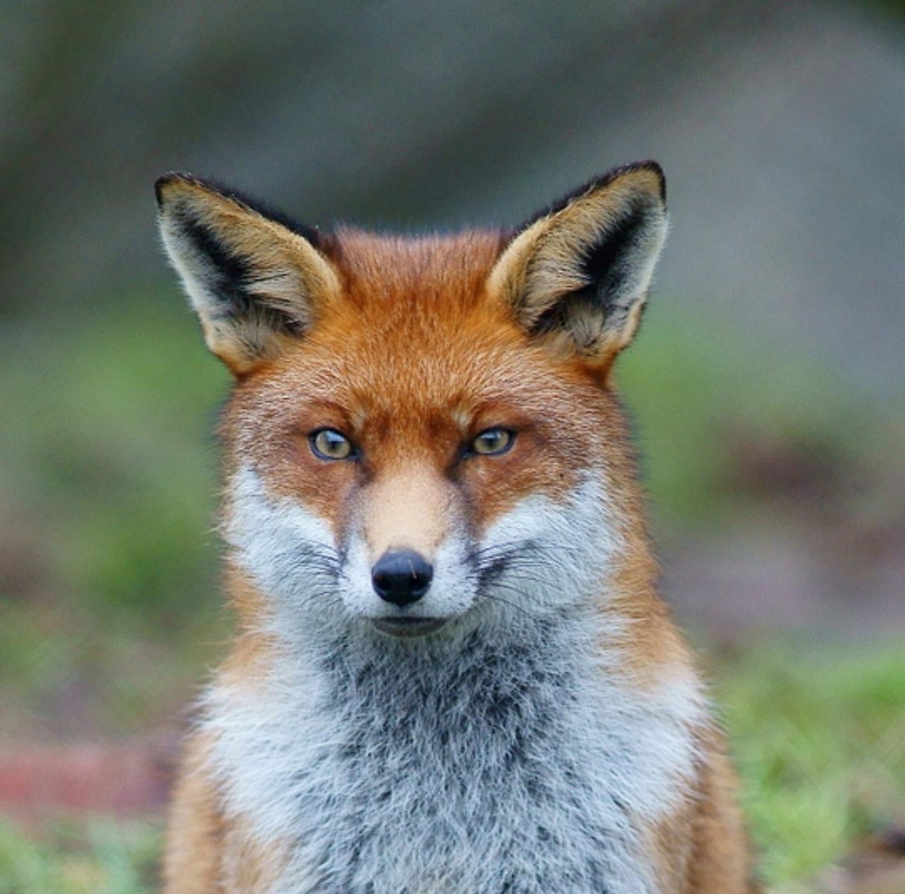 Animals in NatureSpots App spotted by Ka vonSeiten on 19.01.2021