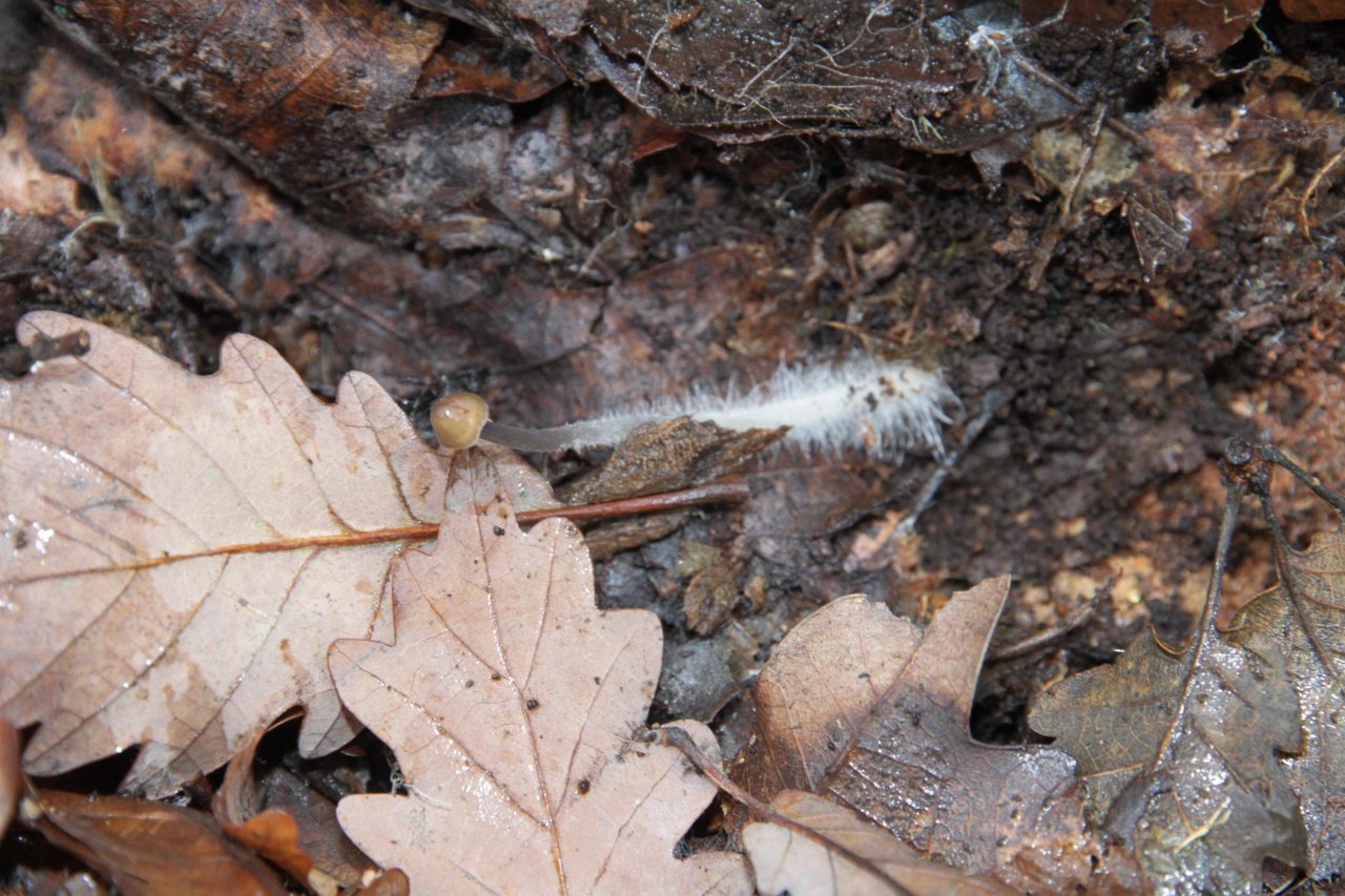 anderer Lamellenpilz (hell) in Pilzfinder App spotted by Helmling on 26.12.2020