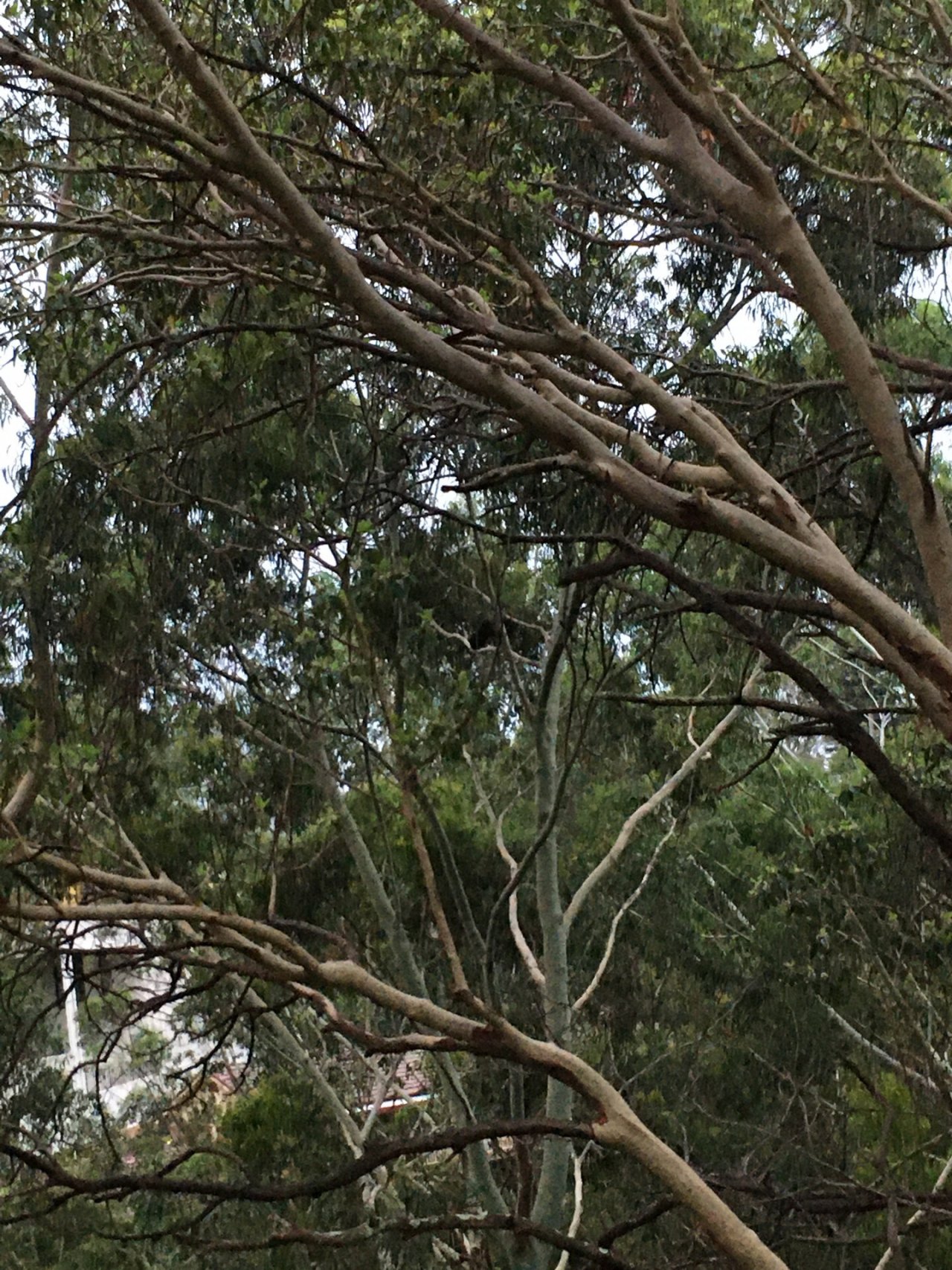 Brush-turkey in Big City Birds App spotted by Margaret Scott on 15.12.2020