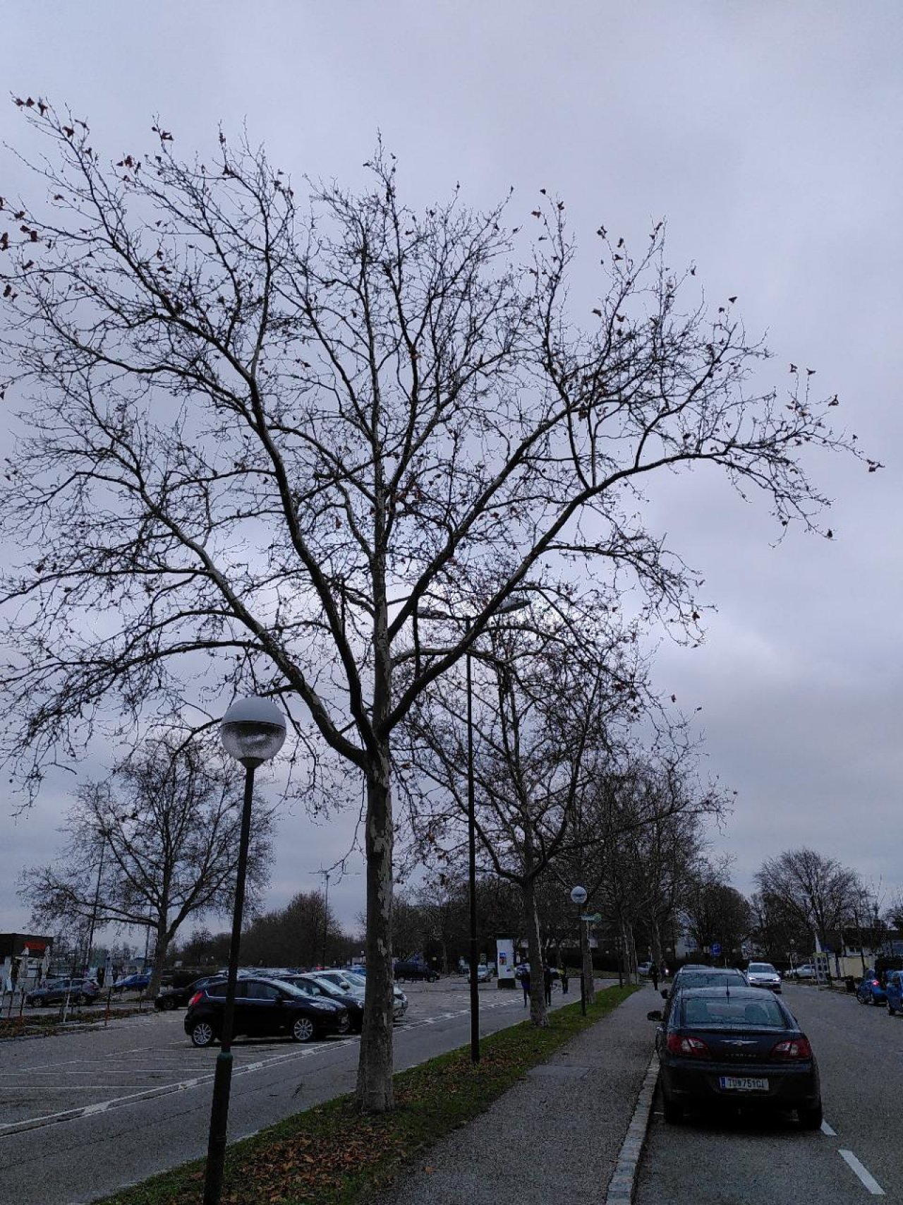 Eine andere Baumart in Naturkalender App spotted by TheOSWR on 15.12.2020