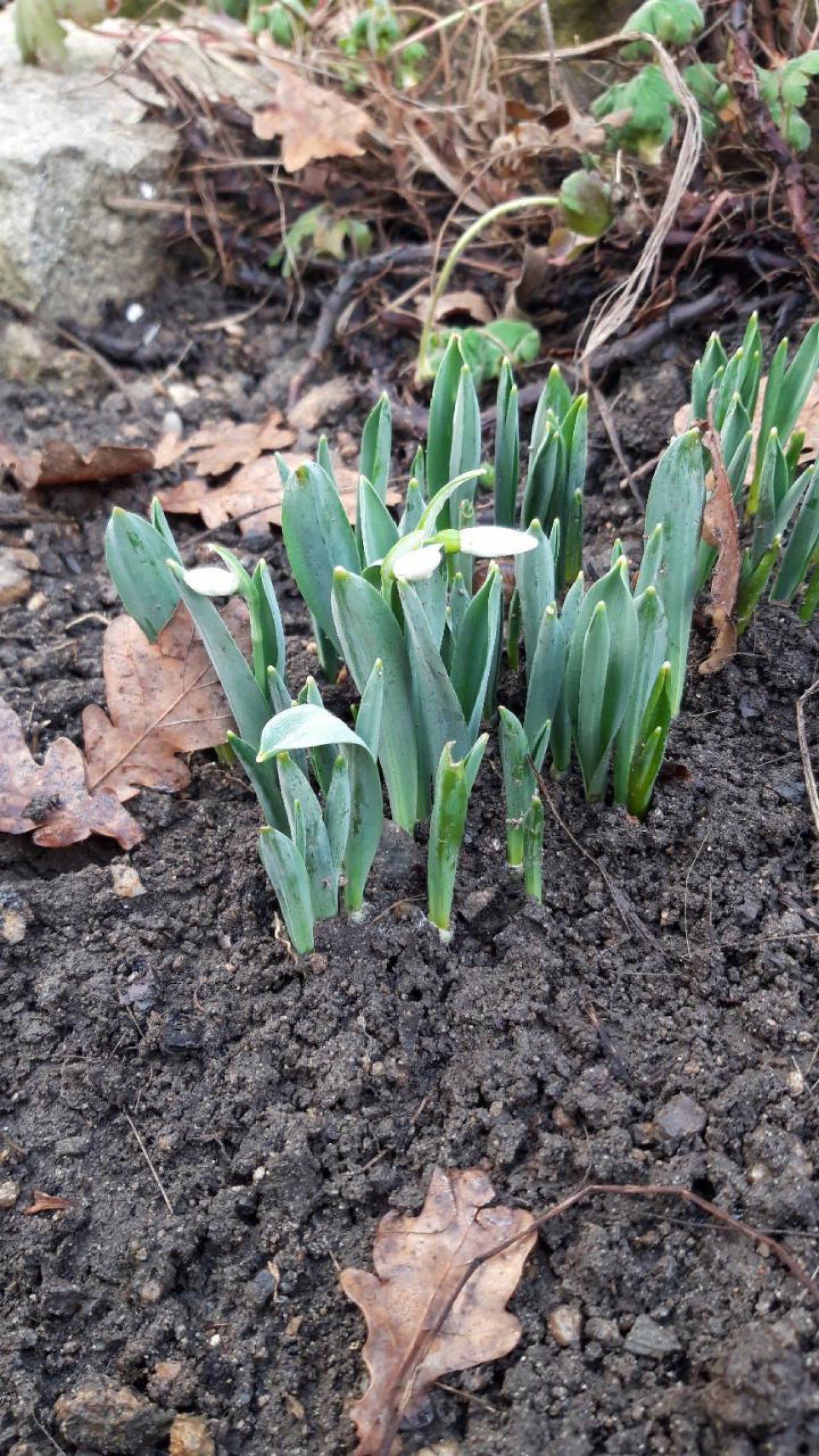 Kleines Schneegloeckchen in Naturkalender App spotted by Michaela Moser on 24.02.2021