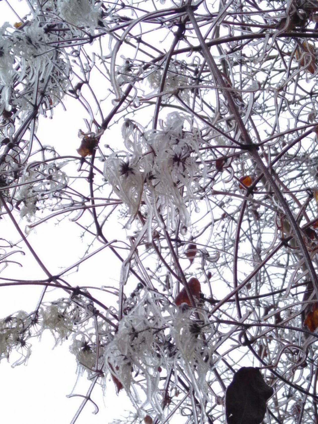 Reif in Naturkalender App spotted by Doris Stampfer on 20.12.2020