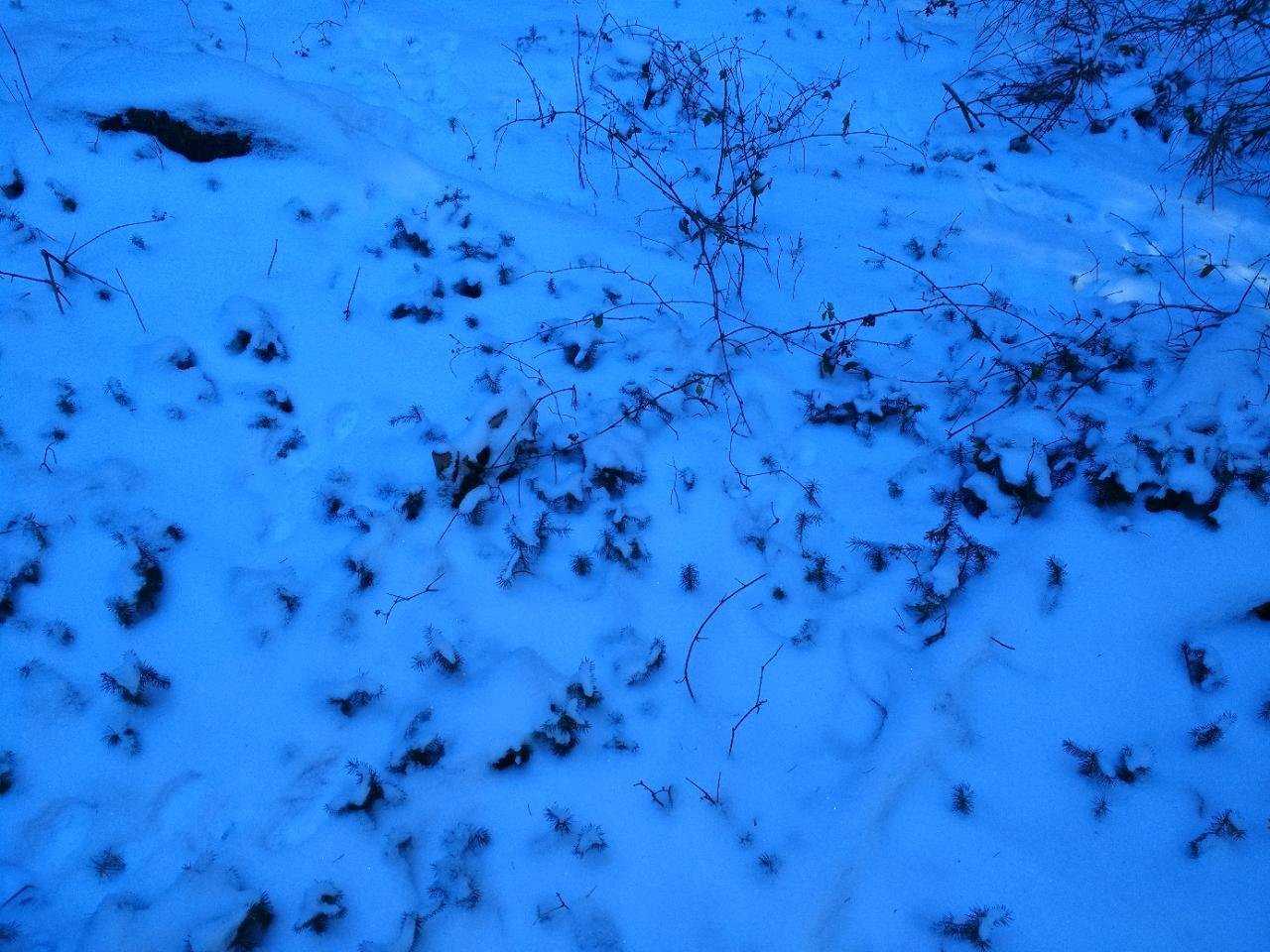 Eine andere Art in Naturkalender Oberösterreich App spotted by Helene Kücher on 14.02.2021