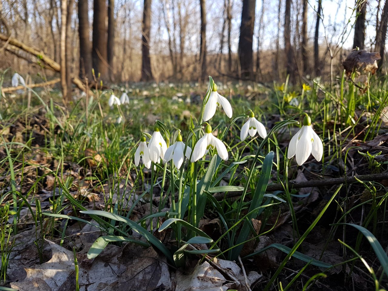 Plants in NatureSpots App spotted by Ka vonSeiten on 03.04.2018