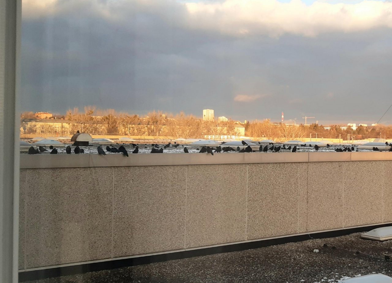 Hooded Crow in KraMobil App spotted by Ponirialepu on 27.01.2021