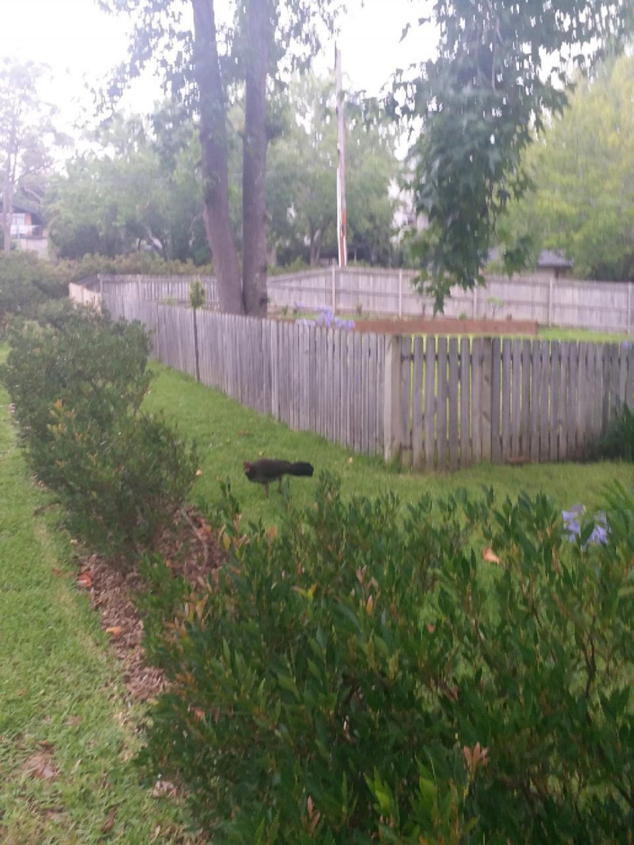 birds in BrushTurkeys App spotted by Nick Westerman on 31.12.2020