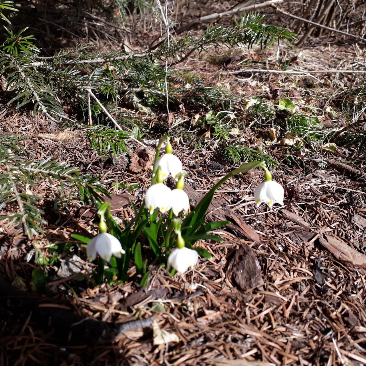 Frühlingsknotenblume in Naturkalender App spotted by Bienenvater on 25.02.2021