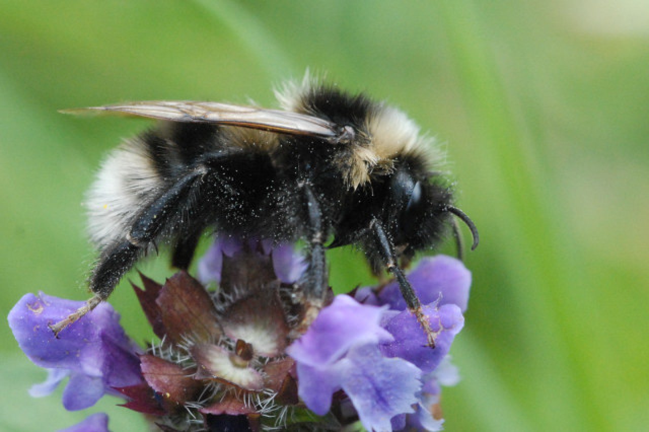 Short-haired bumblebee