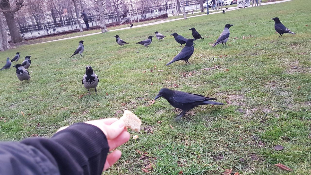 Hooded Crow in KraMobil App spotted by Ka vonSeiten on 07.01.2021