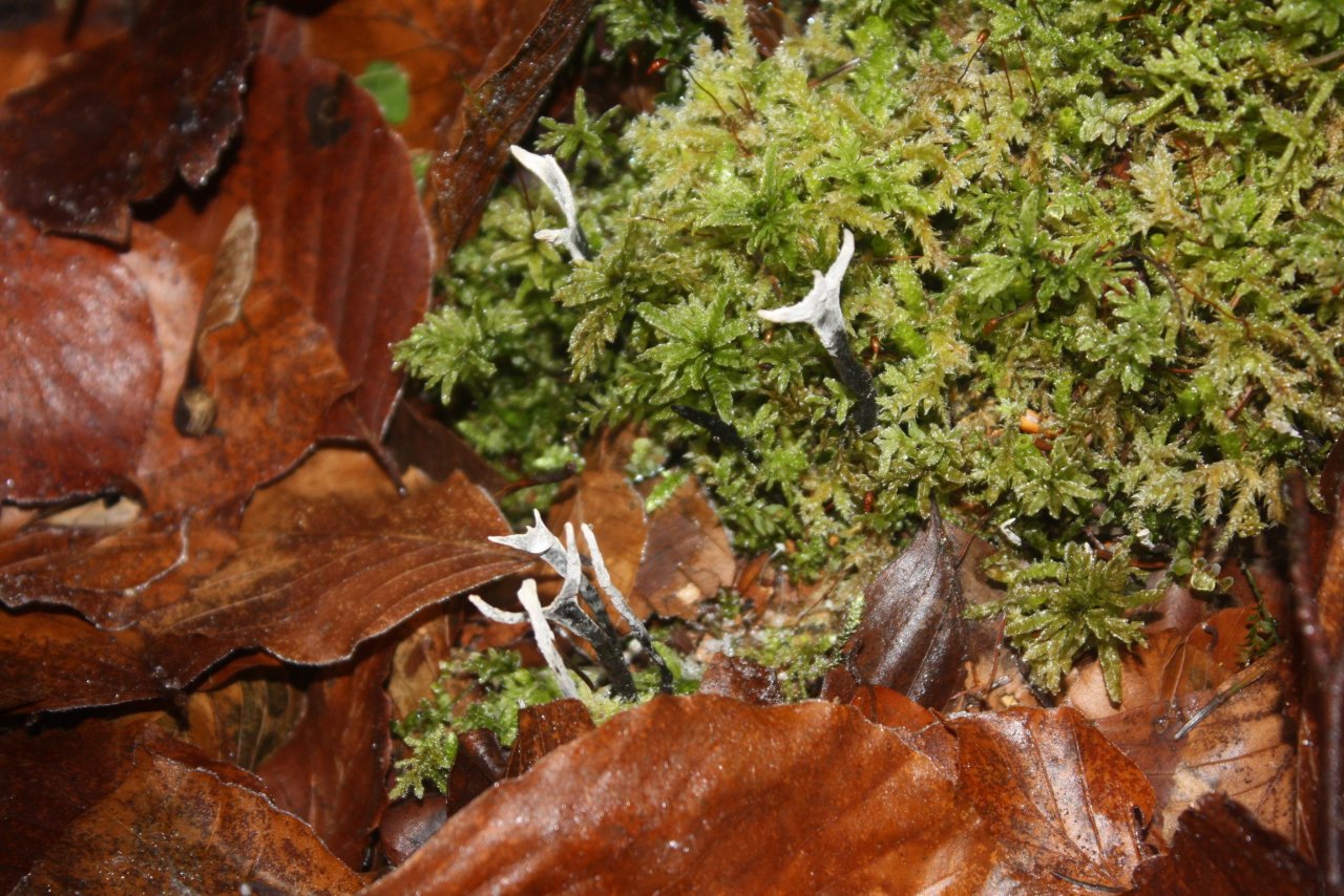 Geweihförmige Holzkeule in Pilzfinder App spotted by Treitner on 20.12.2020