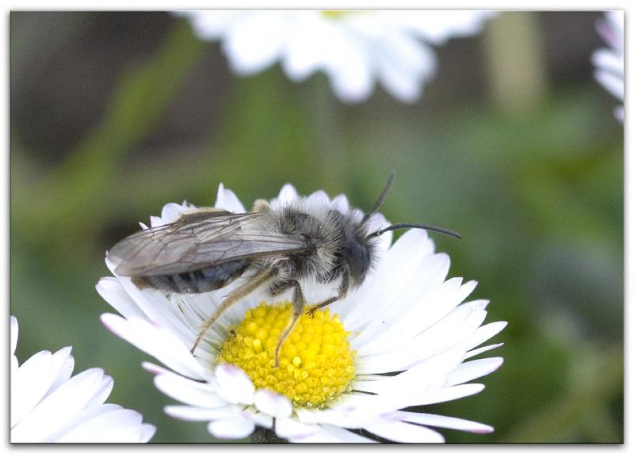 Daisy in Spot-a-Bee App spotted by Danny VG on 19.04.2019