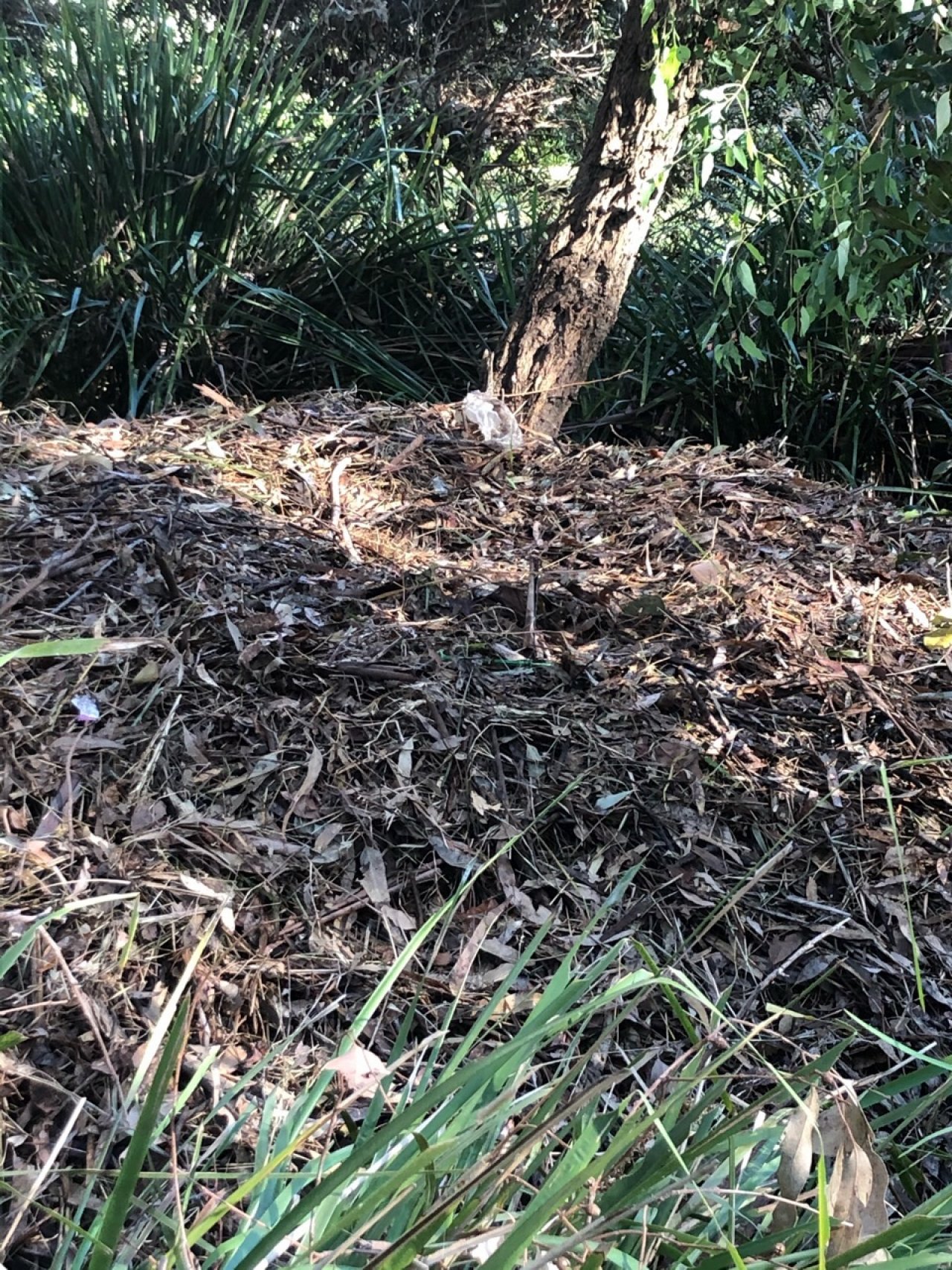 mounds in BrushTurkeys App spotted by roewenw on 16.12.2020