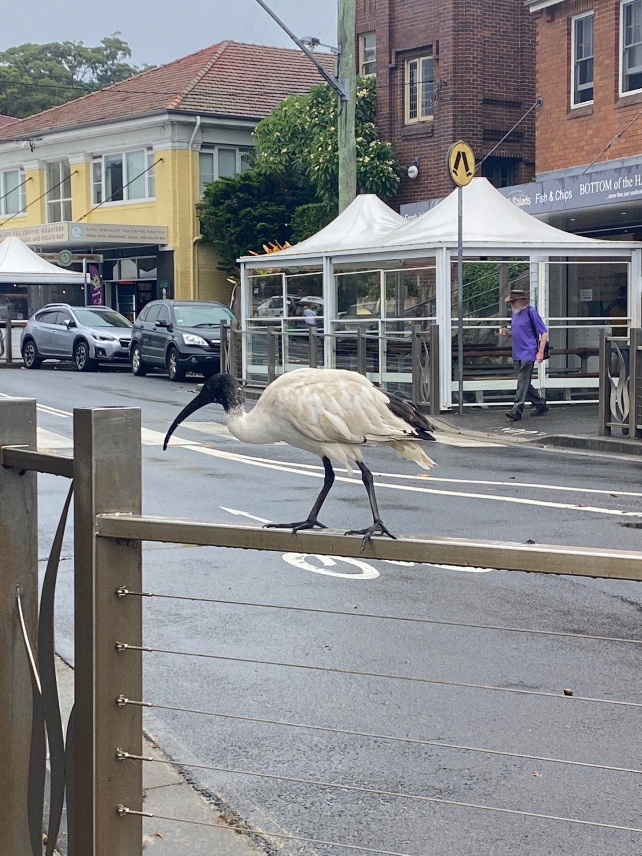 White Ibis in Big City Birds App spotted by NuStew on 31.01.2021