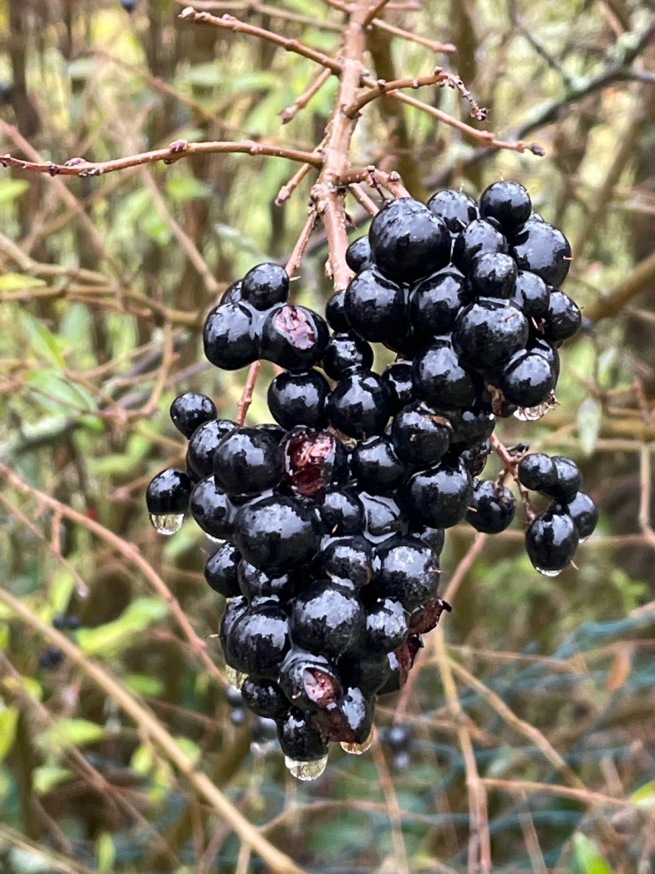 Gewöhnlicher Linguster in Naturkalender App spotted by Franz on 19.12.2020