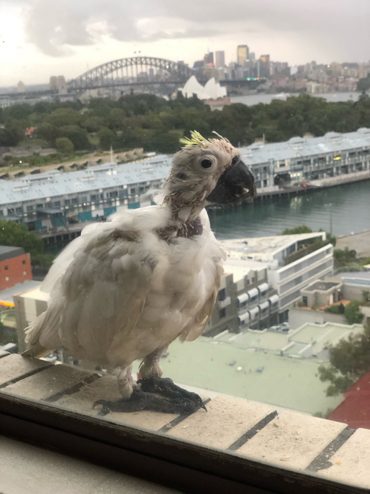 Sulphur-crested Cockatoo in Big City Birds App spotted by Philipp on 14.12.2020