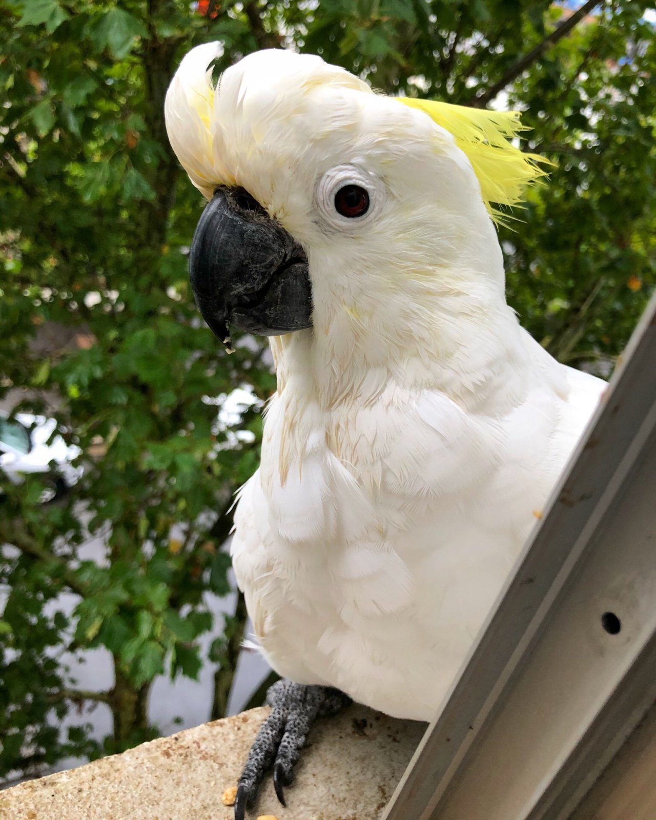 Sulphur-crested Cockatoo in Big City Birds App spotted by Lexie on 27.01.2021