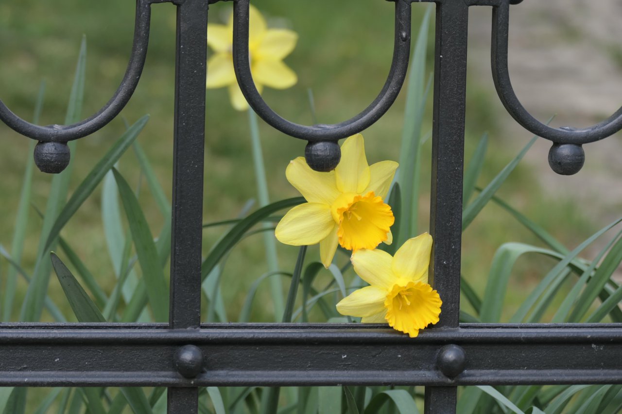 Plants in NatureSpots App spotted by Valerian Scherer on 11.04.2020