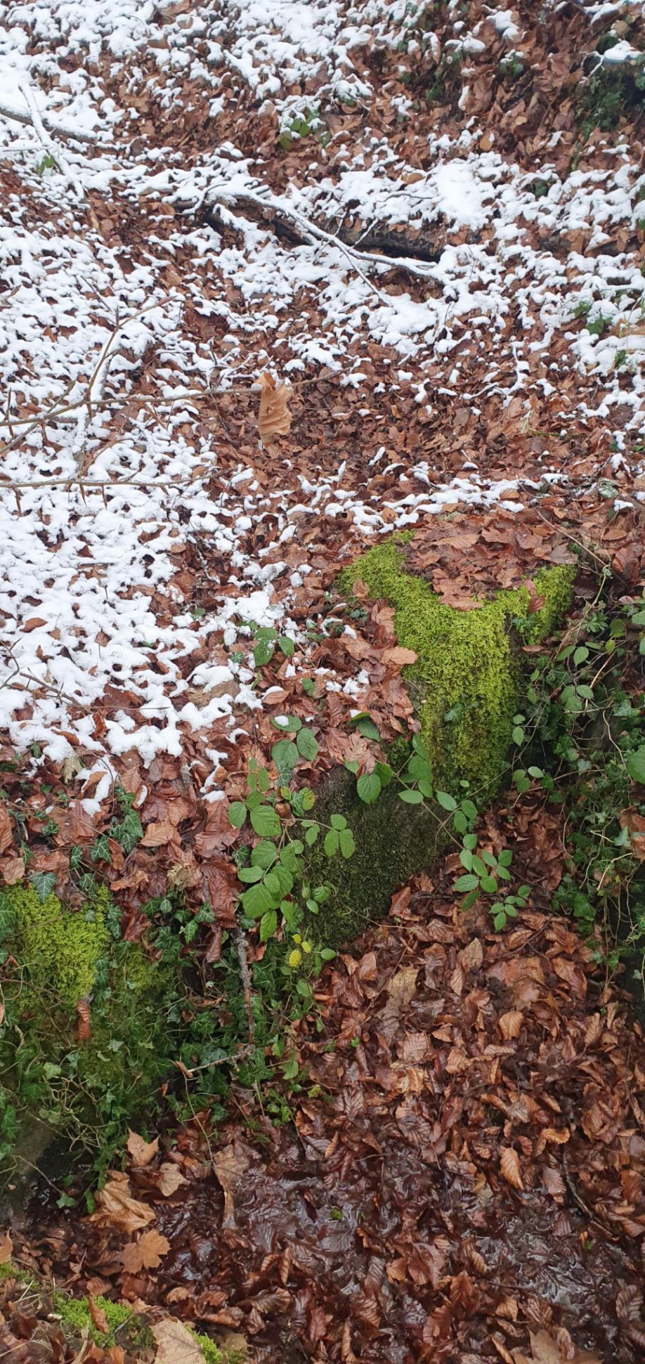 temporary stream in CrowdWater App spotted by swelz333 on 11.12.2020