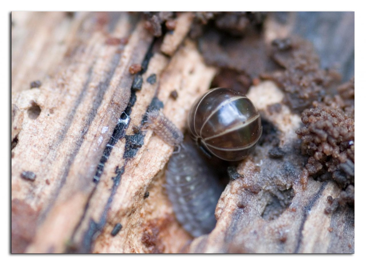 Animals in NatureSpots App spotted by Danny VG on 26.10.2020