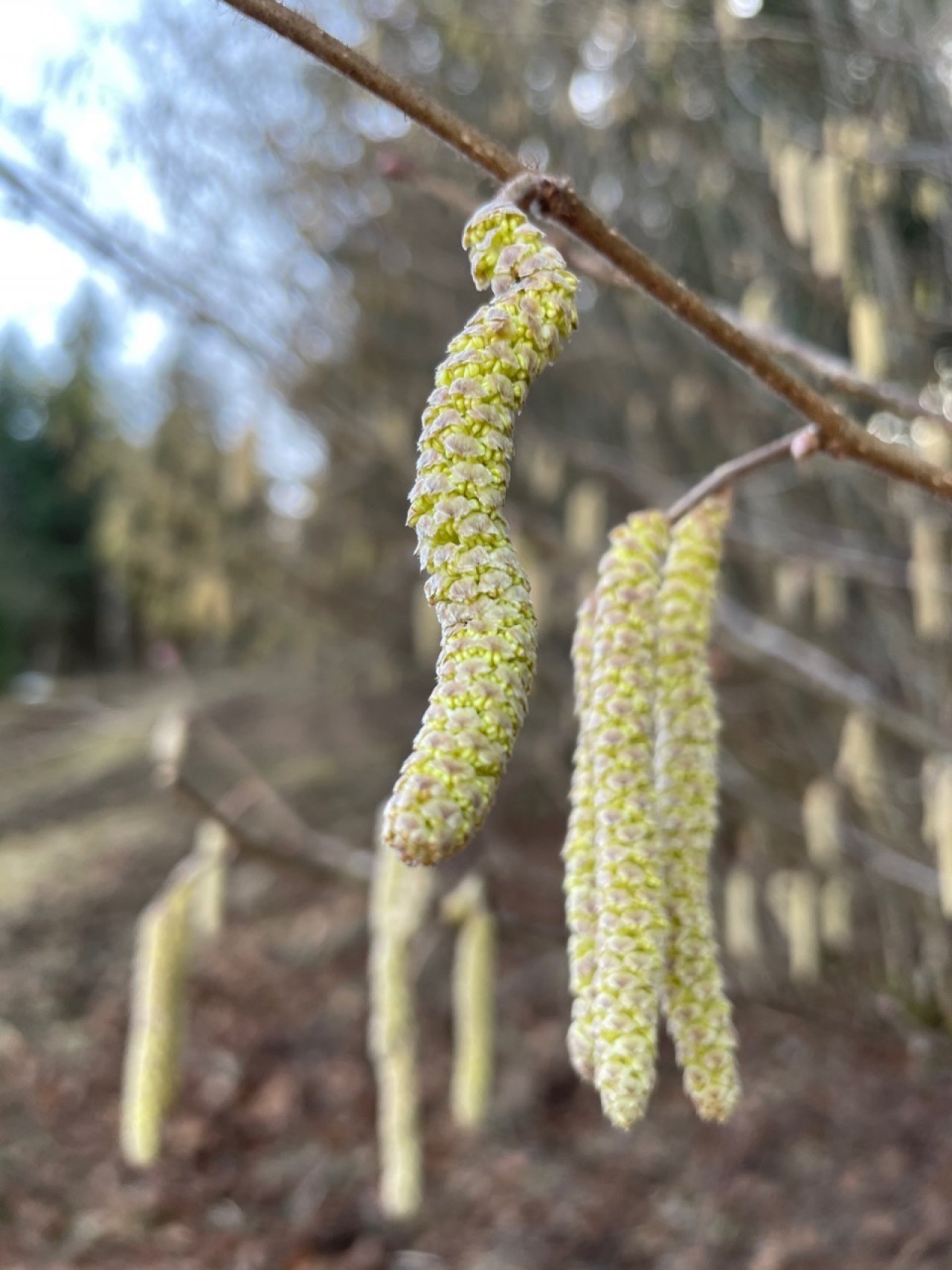 Haselstrauch in Naturkalender App spotted by HeleneStrohmayer on 25.02.2021