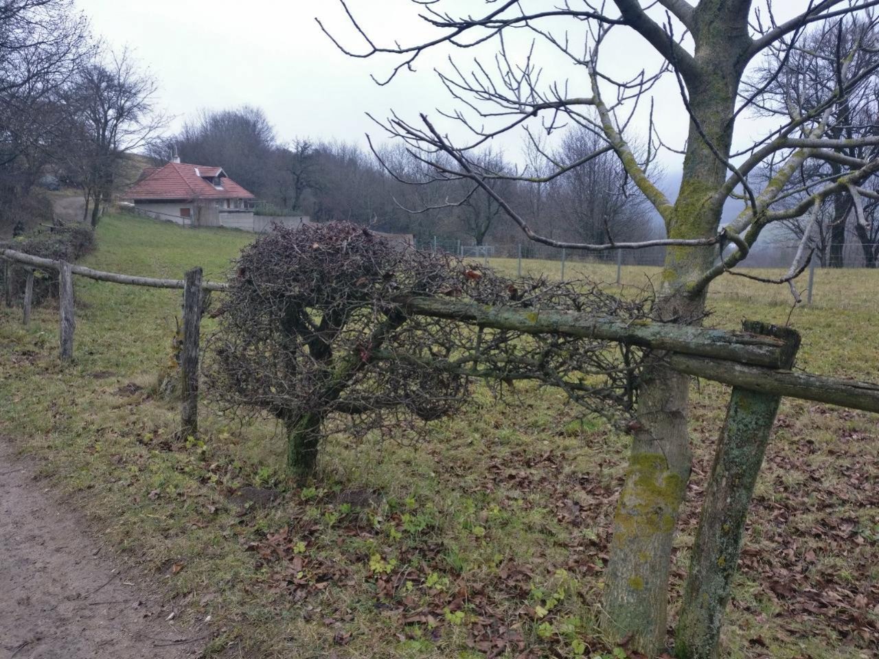 Eine andere Strauchart in Naturkalender App spotted by Susi on 12.12.2020