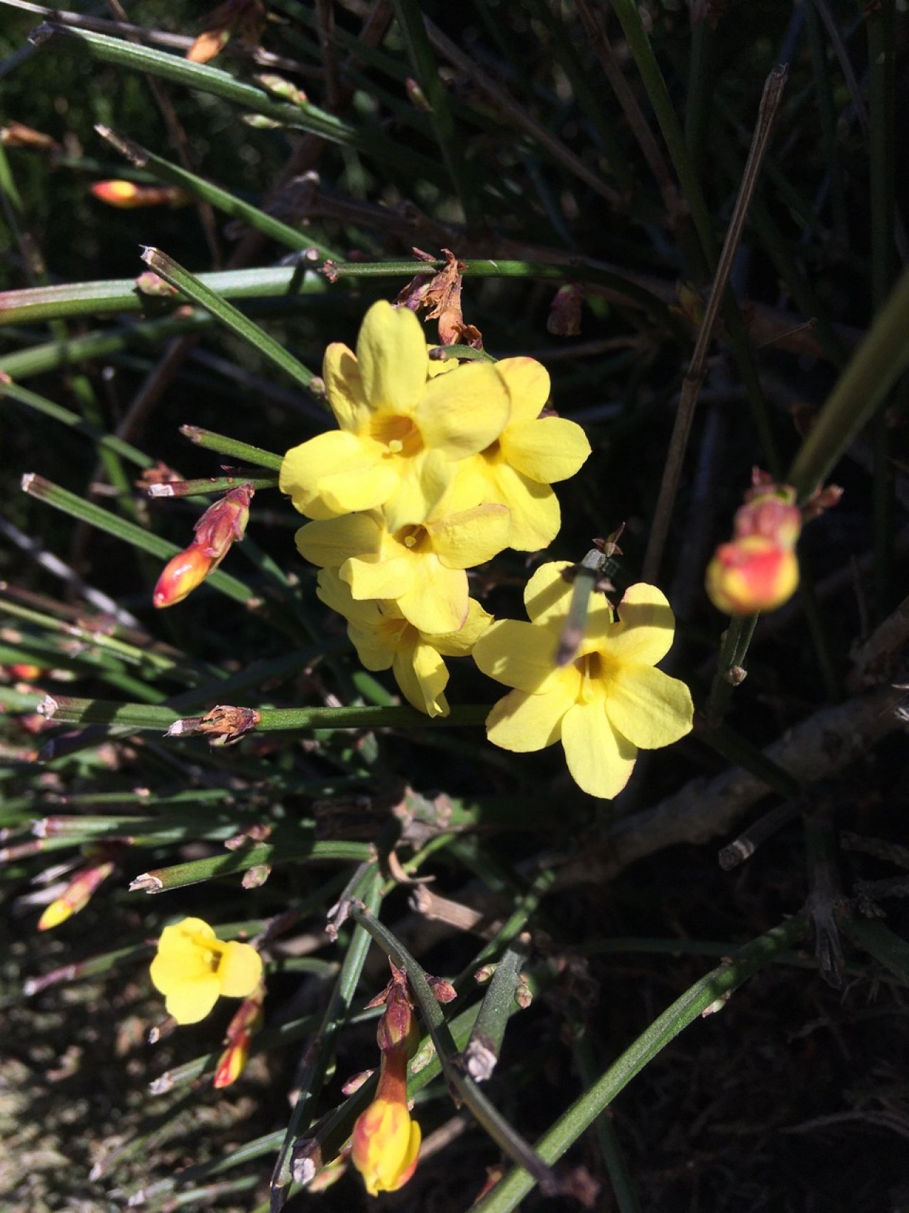 Eine andere Strauchart in Naturkalender App spotted by Crivlas on 25.02.2021