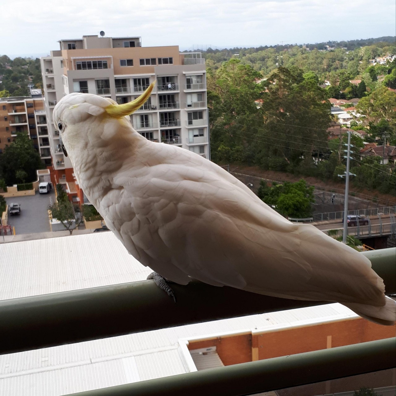 Sulphur-crested Cockatoo in Big City Birds App spotted by Julie Vaux on 11.12.2020