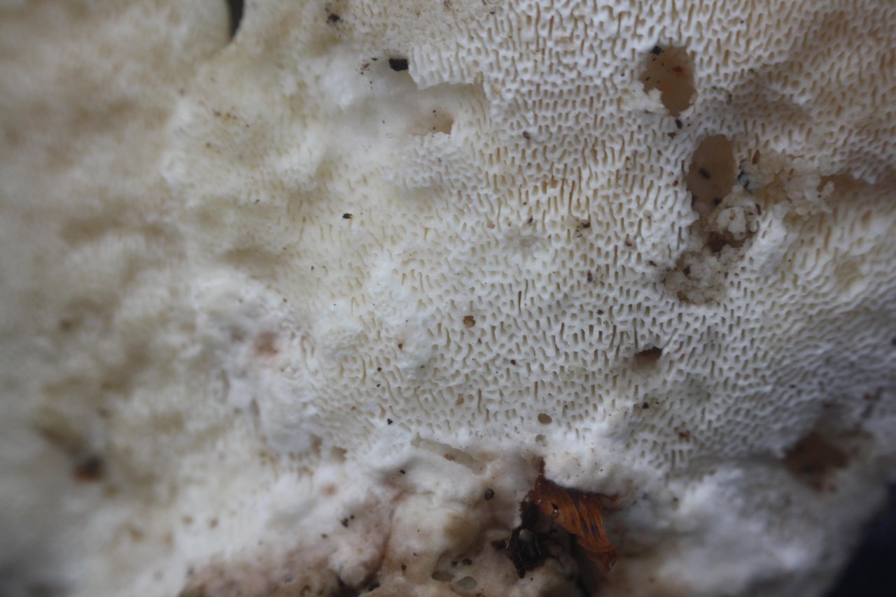 Buckeltramete in Pilzfinder App spotted by Treitner on 12.12.2020