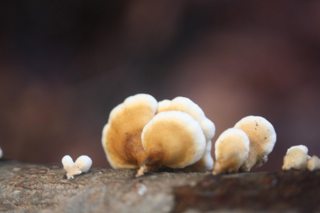 anderer Lamellenpilz (hell) in Pilzfinder App spotted by Treitner on 12.12.2020