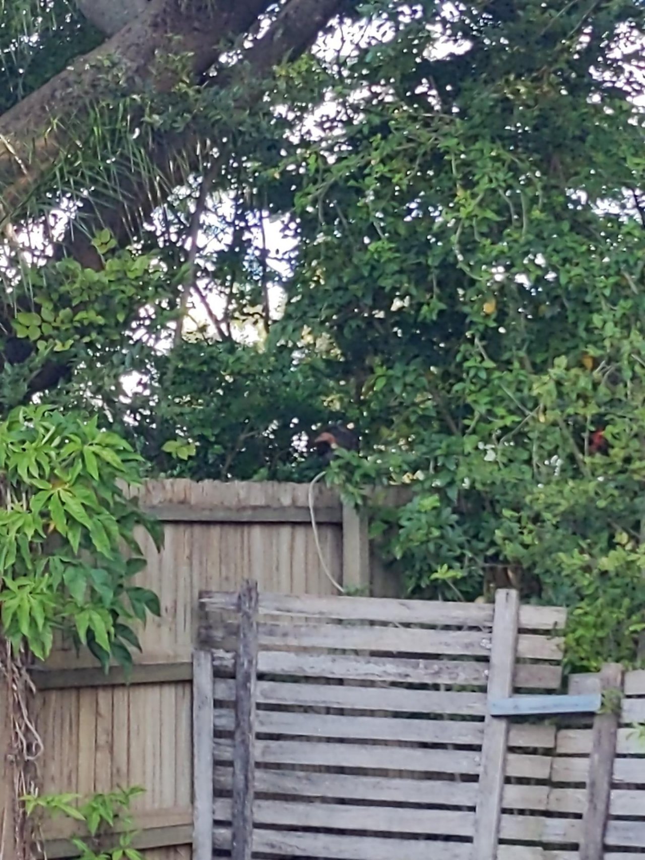 Brush-turkey in Big City Birds App spotted by Mitch1990 on 30.01.2021