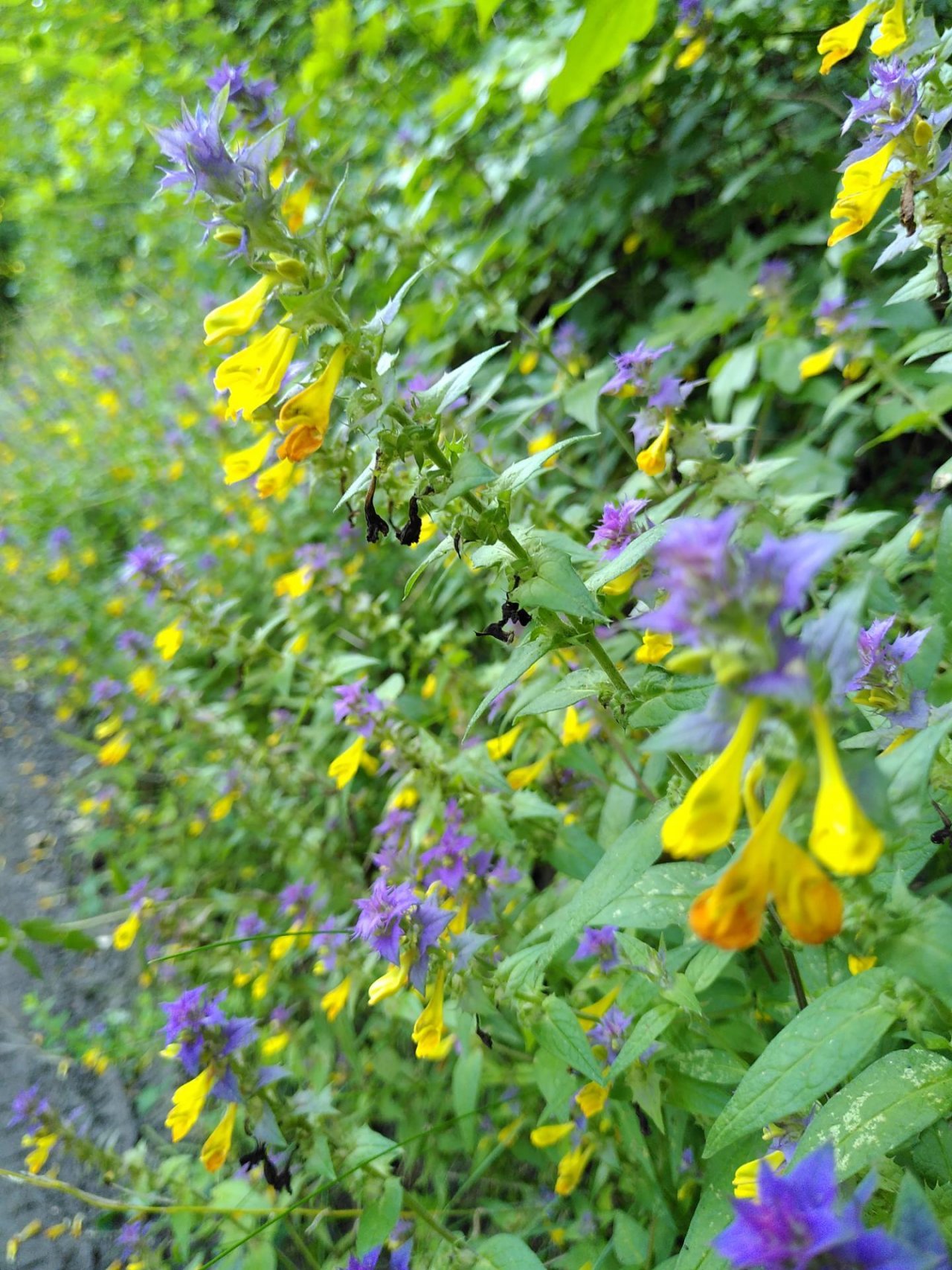 Plants in NatureSpots App spotted by TheOSWR on 08.08.2020