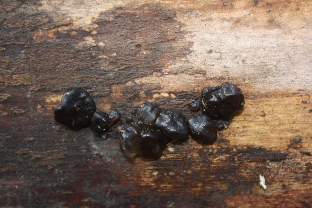 Andere Art in Pilzfinder App spotted by Treitner on 17.12.2020