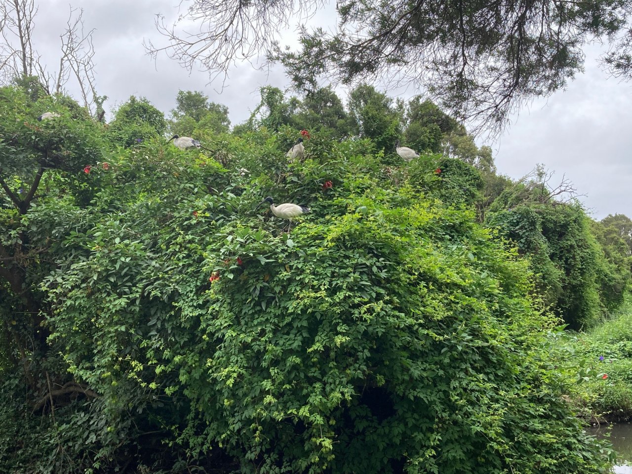 White Ibis in Big City Birds App spotted by Danièle Hromek on 31.01.2021
