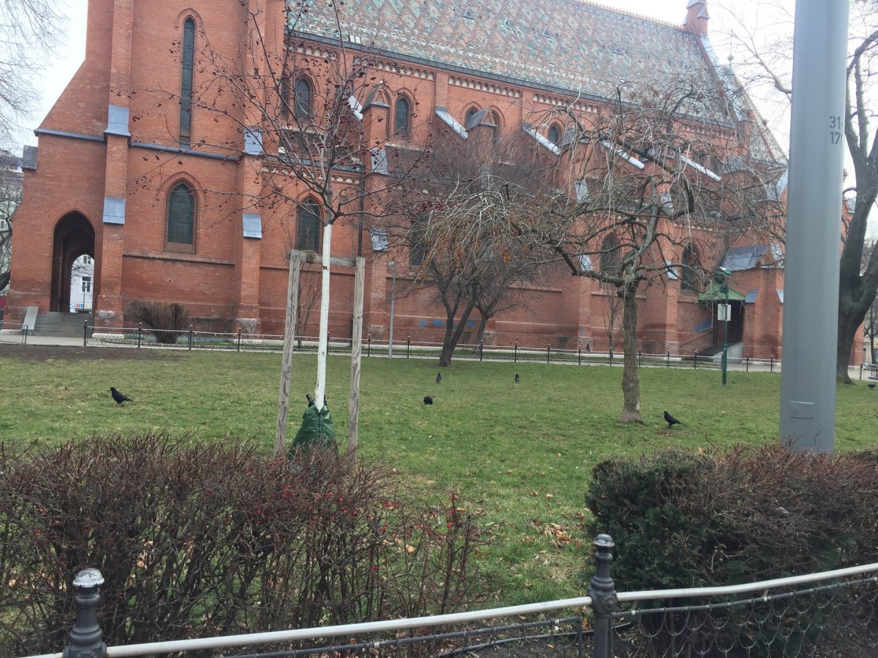 Rook in KraMobil App spotted by Katharina on 19.02.2021