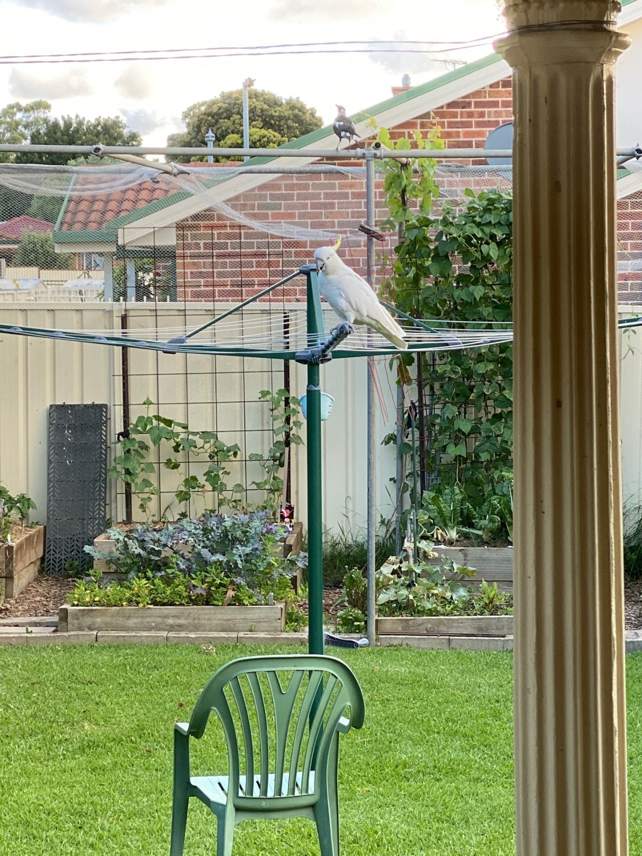 Sulphur-crested Cockatoo in Big City Birds App spotted by Sara Baillie on 13.12.2020